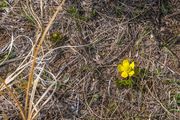 Spring Beauty In Sublette