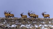Elk-January 23-24