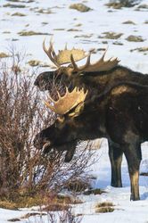 Moose On Duck Creek-Dec 1-2