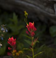 Lookout Mountain Flowers-August 5, 2012