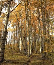 Glimpse Lake Trail And Aspen Colors-September 21, 2014