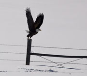 Eagles Feeding On Winter Kill Deer Carcass