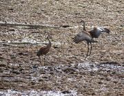 Sandhill Crane Mating Ritual-May 26, 2011