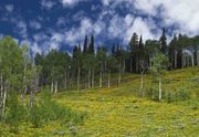 Cliff Creek Hike--July 15, 2011