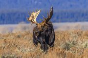 Hoback--The Giant Moose-Nov 8