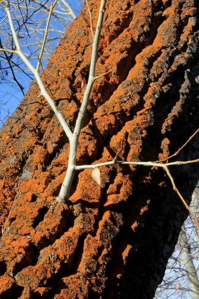 4/4/2012 - Cottonwood Contrast . Photo by Fred Pflughoft.