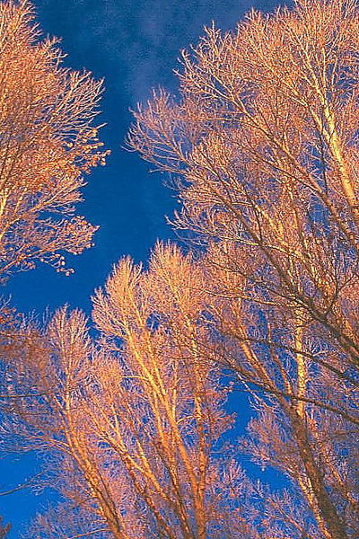 12/5/2006 - Paintbrushes in the Sky. Photo by Fred Pflughoft.