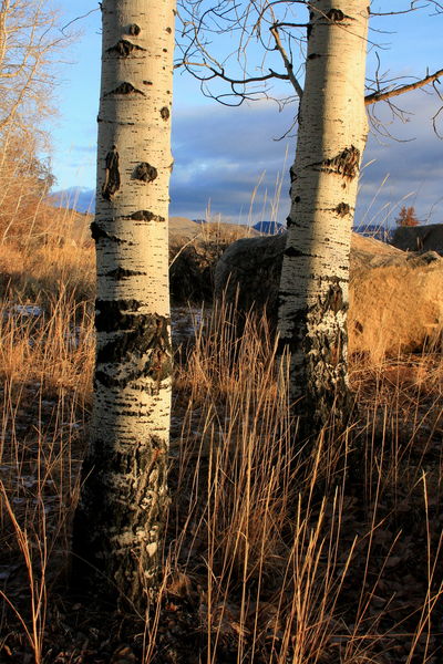 12/6/2008 - Aspens Dawning. Photo by Fred Pflughoft.