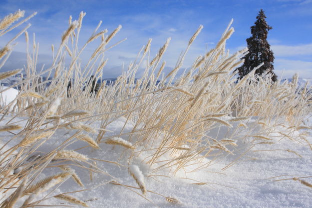 12/23/2008 - Winter at Ground Level. Photo by Fred Pflughoft.