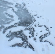 12/12/2011 - Canal Petroglyphs (Snake, Gecko, & Trout). Photo by Fred Pflughoft.