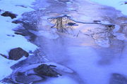 12/26/2011 - Framed in Ice. Photo by Fred Pflughoft.