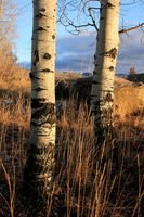 12/6/2008 - Aspens Dawning. Photo by Fred Pflughoft.