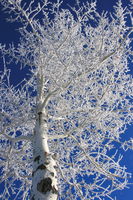 12/9/2008 - Frosty Aspen. Photo by Fred Pflughoft.