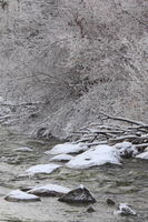 12/16/2008 - Snowy Day on Pine Creek. Photo by Fred Pflughoft.