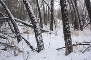 12/22/2008 - Snowy Cottonwood Trunks. Photo by Fred Pflughoft.