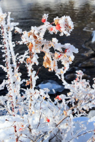 2/6/2012 - Fristy Frosty. Photo by Fred Pflughoft.