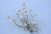 2/17/2009 - Cottonballs. Photo by Fred Pflughoft.