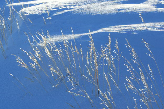 1/24/2012 - Feathers in the Sun. Photo by Fred Pflughoft.