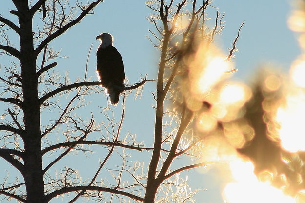 1/20/2008 - Majestically Backlit. Photo by Fred Pflughoft.