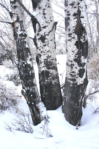 1/25/2008 - Monochromatic Aspens. Photo by Fred Pflughoft.