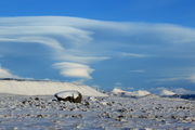 1/29/2012 - Lenticulars over the Middle Fork. Photo by Fred Pflughoft.