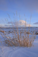 1/27/2008 - Sunset Grasses. Photo by Fred Pflughoft.