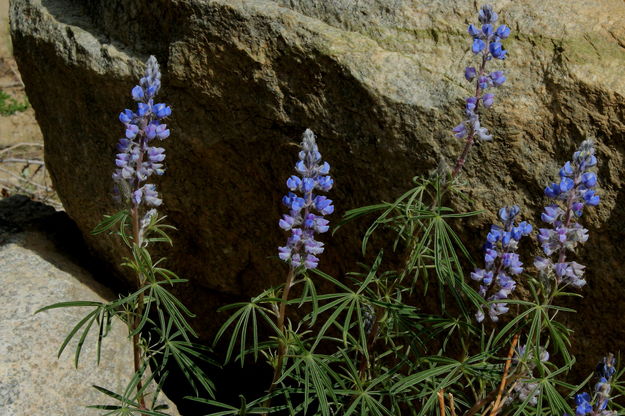 6/8/2012 - Lupine. Photo by Fred Pflughoft.