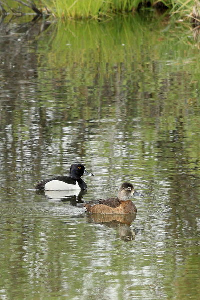 6/10/2012 - Ring-necked Ducks. Photo by Fred Pflughoft.