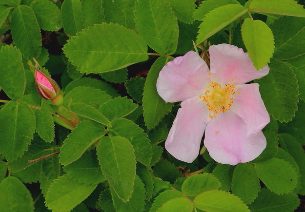 6/15/2012 - Bloomin' Rose. Photo by Fred Pflughoft.