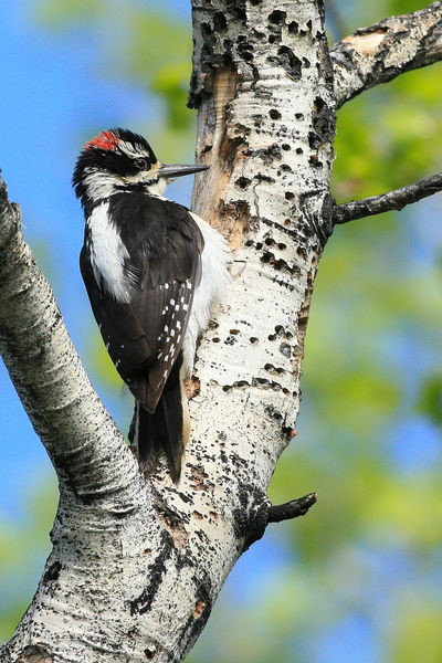 6/14/2010 - Downy Woodpecker. Photo by Fred Pflughoft.