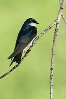 6/4/2012 - Tree Swallow in Repose. Photo by Fred Pflughoft.