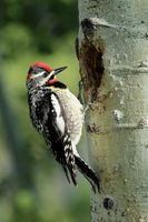 6/5/2012 - Red-naped Sapsucker. Photo by Fred Pflughoft.