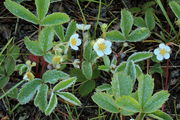 6/11/2012 - Strawberry Blooms. Photo by Fred Pflughoft.