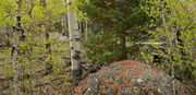 6/6/2010 - Forest Aspen. Photo by Fred Pflughoft.