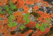 6/13/2010 - Lichen Colors. Photo by Fred Pflughoft.