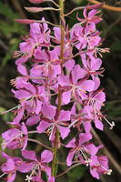 7/142012 - Fireweed Detail. Photo by Fred Pflughoft.