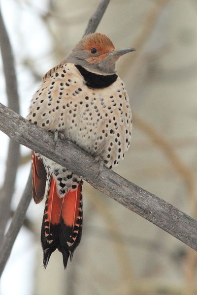 3/28/2012 - Flicker. Photo by Fred Pflughoft.