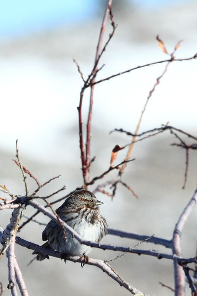 3/29/2012 - Song Sparrow. Photo by Fred Pflughoft.