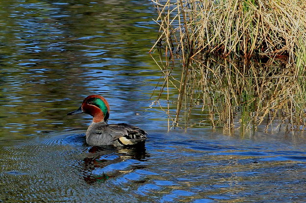 5/6/2012 - Green-Winged Teal Strutting. Photo by Fred Pflughoft.