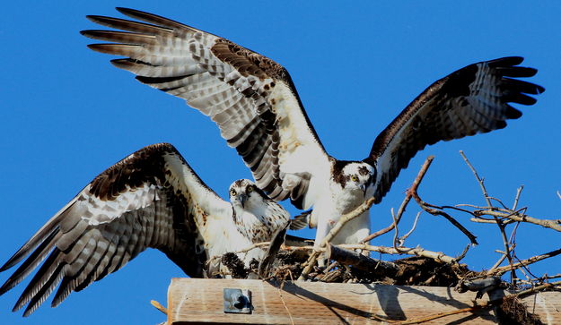 5/7/2012 - Osprey Landing. Photo by Fred Pflughoft.