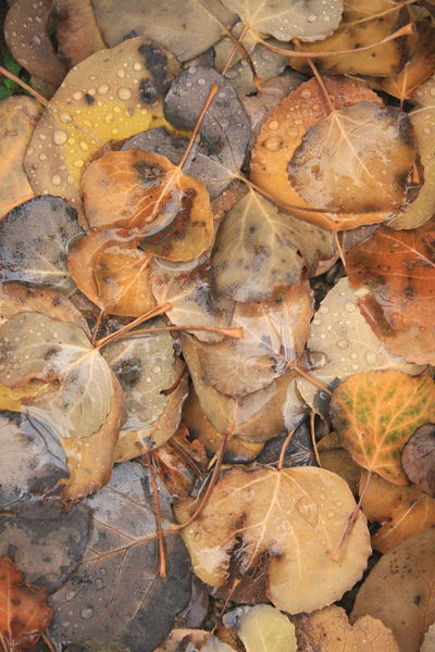 11/2/2008 - Aspen Leaves & Raindrops. Photo by Fred Pflughoft.