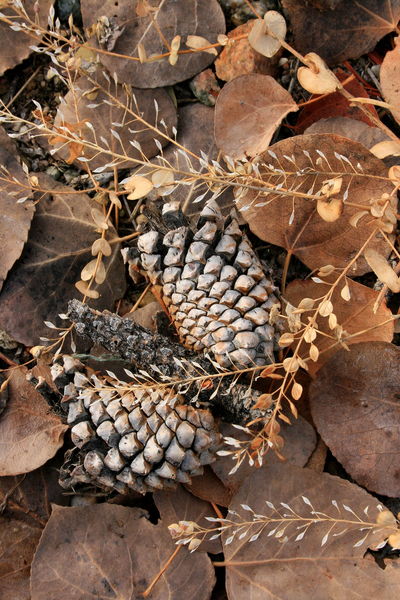 11/8/2008 - Cones, Leaves & Weeds. Photo by Fred Pflughoft.