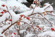 11/20/2011 - Red, White & Berries. Photo by Fred Pflughoft.