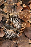 11/8/2008 - Cones, Leaves & Weeds. Photo by Fred Pflughoft.