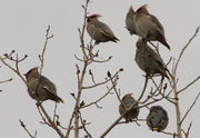 11/9/2008 - Bohemian Waxwings. Photo by Fred Pflughoft.