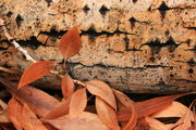 11/10/2008 - Cottonwood Leaves & Bark. Photo by Fred Pflughoft.