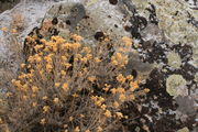 11/21/2008 - Rabbitbrush & Lichen. Photo by Fred Pflughoft.