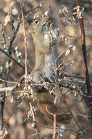 11/24/2008 - Red Squirrel & Snow Berries. Photo by Fred Pflughoft.