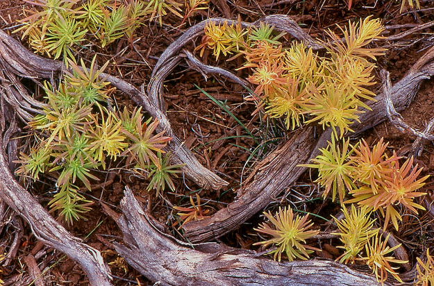 10/17/2006 - A Succulent Pattern. Photo by Fred Pflughoft.