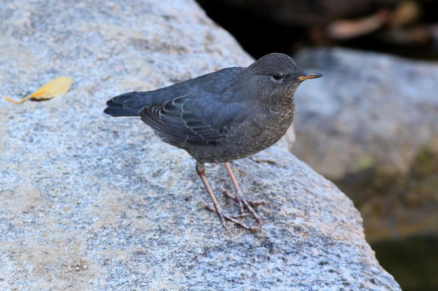 10/14/2012 - Dipper. Photo by Fred Pflughoft.